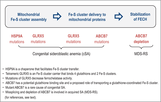 The sideroblastic phenotype can arise from problems at different stages of mitochondrial Fe-S cluster assembly and delivery to ferrochelatase. FECH, ferrochelatase.