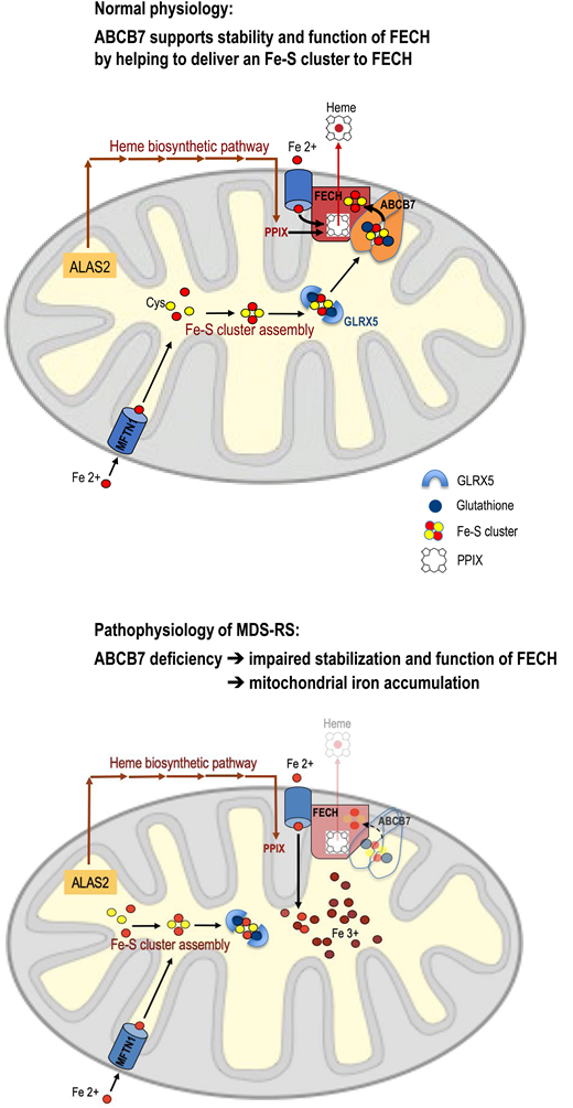 (A) Involvement of ABCB7 in supporting stability and function of ferrochelatase. (B) Probable mechanism of mitochondrial iron accumulation in acquired (MDS-related) SA (see text for explanation). FECH, ferrochelatase; PPIX, protoporphyrin IX.