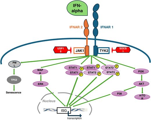 Schematic representation of IFN-α receptor signaling. IFN-α receptor (IFNΑR) is composed of the IFNAR1 and IFNAR2 subunits and lacks intrinsic kinase activity, which is compensated by a constitutive association with the Janus tyrosine kinases (Jak) in their cytosolic portion: Tyk2 with IFNAR 1 and Jak1 with IFNAR2. The binding of IFN-α induces a major conformational change of IFNAR that brings Jak1 and Tyk2 in close contact, allowing cross-phosphorylation of the Jaks as the first activating event. The canonical type I IFN signaling pathway relies on the phosphorylation (P) and nuclear translocation of signal transducers and activators of transcription (STAT) proteins, STAT1 and STAT2, that can form homo- or heterodimers. Activated STAT dimers can translocate in the nucleus and ultimately bind to specific sequences within the promoters of IFN-stimulated genes (ISG), leading to their transcription. Alternative pathways have also been identified, involving MAP-kinases and phosphoinositide 3 (PI3)-kinases/mammalian target of rapamycin (mTOR) pathways. In addition, IFNAR activation can lead to increased number and size of nuclear bodies composed of the promyelocytic leukemia protein (PML). Such enhanced formation of nuclear bodies may drive PML-dependent senescence, a mechanism that can be involved in the elimination of malignant stem cells.41 Negative regulatory molecules that block IFN type I signaling (represented in red) include the ubiquitin-specific peptidase (USP) USP18 and SOCS1 (suppressor of cytokine signaling 1), among others. USP18 binds to IFNAR2 and inhibits the phosphorylation of Jak1 by blocking its interaction with IFNAR2. SOCS1 can directly inhibit Jak1and Tyk2 activity.
