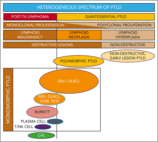 Reconceptualizing the framework for categorizing the heterogeneous spectrum of lymphoproliferation in pediatric posttransplant lymphoproliferative disorders (PTLD). Traditional PTLD classification is based on morphological features stratified as nondestructive, polymorphic, monomorphic, and classical Hodgkin lymphoma (CHL) PTLD. This revised stratification highlights the heterogeneity of monomorphic PTLD and demarcates a threshold beyond which quintessential EBV-driven lymphoid hyperplasia/neoplasia transforms into malignant lymphoma. EBV+ DLBCL in particular straddles the threshold between quintessential PTLD and posttransplant lymphoma. HGBL NOS, high-grade B-cell lymphoma, not otherwise specified and other gray-zone, Burkitt-like mature B-cell lymphomas; PLASMA CELL, plasma cell neoplasm; T/NK CELL, T/NK-cell lymphoma; TX, transplant. Ovals with purple borders indicate entities that are typically EBV positive; ovals with blue borders indicate entities that are often EBV negative. Reproduced from El-Mallawany and Kamdar20 with permission.