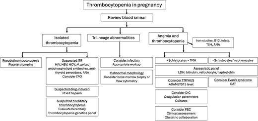 Diagnostic approach to thrombocytopenia in pregnancy. ANA, antinuclear antibody; DAT, direct antiglobulin test; DIC, disseminated intravascular coagulation; HBV, hepatitis B virus; HCV, hepatitis C virus; LDH, lactate dehydrogenase; PEC, preeclampsia; PF4, platelet factor 4; TMA, thrombotic microangiopathy; TPO, thrombopoietin; TSH, thyroid stimulating agent; TTP/HUS, thrombotic thrombocytopenic purpura/hemolytic uremic syndrome.