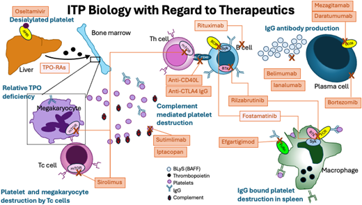 Pathophysiology of ITP and key therapeutic targets. AMR, Ashwell-Morell receptor; BAFF, B-cell activating factor; BCR, B-cell receptor; BLyS, B lymphocyte stimulator; BTK, Bruton's tyrosine kinase; FCR, Fc receptor; FcRn, neonatal Fc receptor; IgG, immunoglobulin; mTOR, mammalian target of rapamycin; Tc, cytotoxic T cell; Th, helper T cell. Drugs in light orange boxes are FDA approved for ITP and not discussed in this article but are shown for completeness; they include fostamatinib and TPO-RAs, thrombopoietin receptor agonists. Rituximab is shown and has sufficient literature to support its use, although it does not have FDA or other regulatory indication for use in ITP.