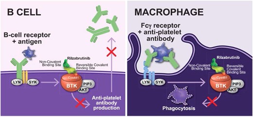 Structure of rilzabrutinib and proposed function in ITP. Mechanism of action of rilzabrutinib in ITP. Reproduced from Kuter et al. Rilzabrutinib versus placebo in adults and adolescents with persistent or chronic immune thrombocytopenia: LUNA 3 phase III study. Ther Adv Hematol. 2023;14. doi:10.1177/20406207231205431.
