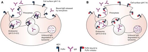 Mechanism of action of neonatal Fc receptors in maintaining IgG levels. (A) Protection of IgG from degradation, and (B) how FcRn inhibitors disrupt IgG recycling. In (A), IgG is ingested by pinocytosis. Pinocytotic vesicles fuse with acidic endosomes in which FcRn can bind IgG. Excess unbound IgG and other proteins enter the lysosome and are degraded. IgG bound to FcRn is retained and released by exocytosis. In (B), FcRn inhibitors bind to FcRn in both neutral and acidic environments. In the presence of FcRn inhibitors, ingested IgG is unable to bind to FcRn; the unbound IgG enters the lysosome and is degraded. For illustrative purposes, albumin binding is not shown. Reproduced from Patel and Bussel 37 with permission under CC license.