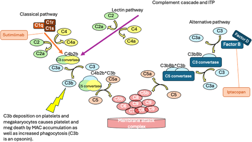 The complement cascade and the locations where inhibitors being studied in ITP act. The places where C3b is generated are noted. C3b is a potent opsonin increasing phagocytosis of platelets. Deposition of complement on platelets and megakaryocytes leads to the formation of the terminal complement complex (membrane attack complex) and cell death.