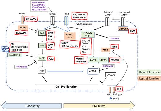 Signaling pathways involved in vascular malformations. CLOVES , congenital lipomatous overgrowth with vascular anomalies epidermal nevi and scoliosis; KTS, Klippel-Trenaunay syndrome; VEGFR, vascular endothelial growth factor receptor.