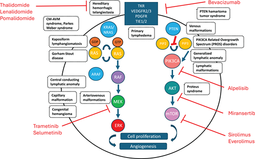 Genetic pathways involved in vascular anomalies and targeted therapeutics. This diagram depicts the known association of various vascular anomalies with genetic variants in the Ras/MAPK and PI3K/AKT/mTOR pathways. Highlighted in red are the various targeted medical therapies currently in use for these disorders.