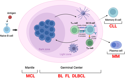 Schematic representation of the GC reaction. BL; CLL, chronic lymphocytic leukemia; MCL, mantle cell lymphoma; MHC, major histocompatibility complex; MM, multiple myeloma; TCR, T cell receptor; TFR., T follicular helper cell.
