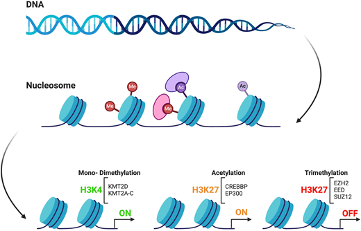 Circuits of epigenetic regulation by representative chromatin modifiers.