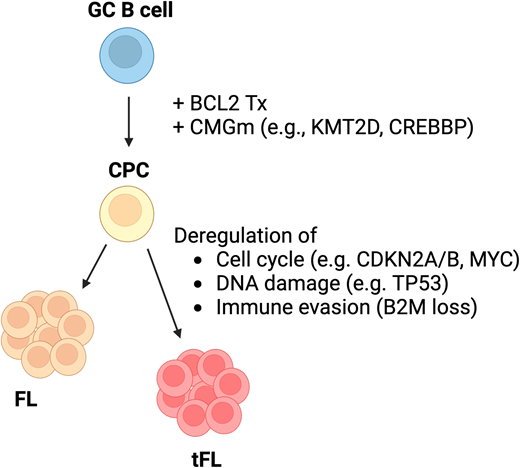 Divergent evolution model of tFL.
