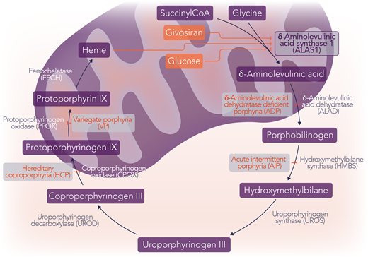 The AHPs and hepatic heme regulation. The 4 AHPs are AIP, VP, HCP, and ADP, which result from pathogenic variants in HMBS, PPOX, CPOX, and ALAD, respectively. ALAS1 is the first and rate-limiting step of heme synthesis. The induction of ALAS1 is responsible for the acute neurovisceral attacks of AHP and the accumulation of the neurotoxic intermediates ALA and PBG. Givosiran is an RNA interference medication that targets hepatic ALAS1, decreasing the levels of the ALAS1 enzyme. Hemin is intravenous heme that exerts its effect by negative feedback on ALAS1. Additionally, glucose increases insulin, which has an inhibitory effect on ALAS1 by both decreasing transcription and inhibiting the activity of PGC1α, a transcriptional coactivator that increases transcription of ALAS1. Professional illustration by Somersault18:24.