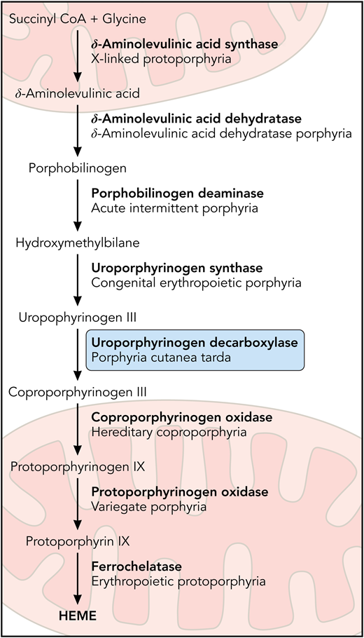 The heme biosynthetic pathway. Heme biosynthesis occurs via 8 enzymatic steps. The decreased activity of UROD, the fifth step in the pathway, leads to porphyria cutanea tarda. Professional illustration by Patrick Lane, ScEYEnce Studios.