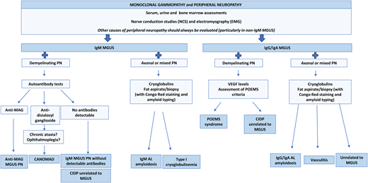 Diagnostic approach of PN in the context of an MGUS according to the type of neuropathy and M protein isotype. Adapted with permission from Visentin et al.4