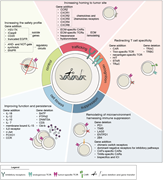 Challenges for adoptive T-cell therapy and proposed gene transfer and genome-editing solutions. Several challenges need to be faced to fully exploit the ability of T lymphocytes to eradicate cancer cells. Several of these challenges can be addressed by gene transfer (gene addition) and genome editing (gene deletion, gene substitution) of T cells.21 We can redirect the specificity of T cells by inserting, with viral or nonviral vectors, genes encoding for chimeric antigen receptors (CARs) or for T-cell receptors (TCRs) specific for antigens expressed by cancer cells, or we can transfer genes encoding for hybrid receptors, combining pros of CARs and TCRs, such as T-cell receptor fusion constructs (TRuCs)89 or HLA-independent T-cell receptors (HIT receptors),90 synthetic TCRs and antigen receptors (STARs),91 or synthetic chimeric T-cell receptor (ChTCR).92 The specificity of T lymphocytes can be fully redirected through TCR gene editing, which includes a step of deletion of both chain genes (TRAC and TRBC) encoding for the endogenous TCR.10,57,63,65 The safety of T cells and the selective control of adverse events can be improved by the insertion of suicide genes, such as thymidine kinase from herpes simplex virus (HSV-TK)6 or inducible caspase 9 (iCas9),22 CD20, or a truncated form of the epidermal growth factor (EGFR). Recently, more sophisticated synthetic biology approaches, based on logic-gate strategies, Syn/Notch,125 or synthetic intramembrane proteolysis receptors (SNIPRs),126 have been designed to better localize the action of engineered T cells, thus increasing their safety profile.91,125 We can increase the ability of T cells to reach tumor sites by introducing genes encoding for chemokines or chemokine receptors127 or enzymes able to digest and remodel the tumor microenvironment.128 We can make T cells resistant to the immunosuppressive signals present in the tumor microenvironment (TME) by deleting genes encoding for inhibitory receptors,8,58,81-88 or by inserting dominant negative receptors129 or switch receptors,129 able to transform an inhibitory signal into an activating one. We can increase the fitness, function, and persistence of T cells by expressing homeostatic cytokines21 or deleting genes interfering with their persistence and function21 or by adding a chimeric costimulatory receptor (CCR) to engineered cells.