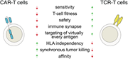TCRs and CARs. This picture depicts the advantages (green arrow) and disadvantages (red arrow) of chimeric antigen receptors (CARs) and T-cell receptors (TCRs) for adoptive T-cell therapy for cancer. HLA, human leukocyte antigen.