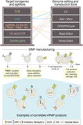 Manufacturing disease-specific engineered T-cell–based cellular products. Based on disease diagnosis, antigen repertoire, and knowledge of the characteristics of the tumor microenvironment, different biotechnological reagents can be combined to generate T-cell–based cellular products with the optimal safety and efficacy profile. Different transgenes, encoding for tumor-specific TCRs and/or CARs, cytokines (CKs) or chemokine receptors (CCRs), and/or suicide genes, can be transferred on T cells through different vectors, such as lentiviral (LV), adeno-associated (AAV), and integrase defective lentiviral (IDLV) vectors. Several genes encoding for the endogenous TCR repertoire (TRAC and TRBC) or for inhibitory molecules (IRs) can be genetically disrupted in T cells by genome-editing tools (ie, target-specific guide RNAs used with CRISPR/Cas9, base, or prime editors) to increase the fitness, expansion, and/or survival of T cells. All these reagents can be implemented in manufacturing protocols apt to generate T-cell products with a stem memory/central memory phenotype, starting from autologous or allogeneic T cells. ATMP, advanced therapeutic medicinal product; GMP, good medical practice; KO, knock-out; PBMC, peripheral blood mononuclear cell; QC, quality controls.
