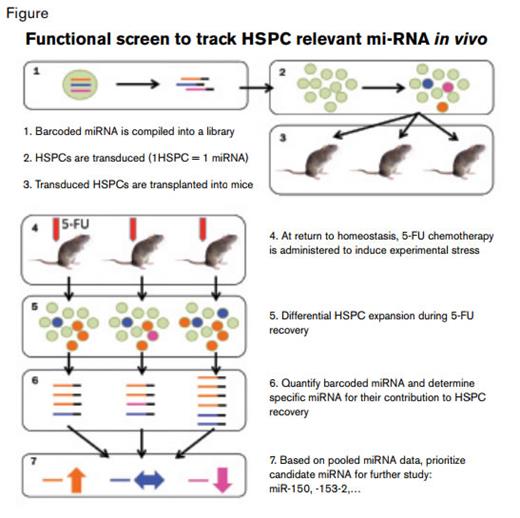 Functional Screen to Track HSPC Relevant mi-RNA In Vivo.