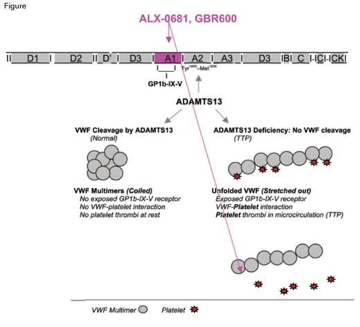 Mechanisms of Thrombotic Thrombocytopenic Purpura Therapies. Deficiency of the metalloprotease ADAMTS13, the cause of TTP, results in loss of proteolytic processing of VWF and plasma accumulation of ultra-large (UL)-VWF multimers. UL-VWF multimers are highly platelet-adhesive and induce thrombi in the micro-vasculature of various organ beds, leading to the clinical manifestations of TTP. When the VWF-platelet interaction is blocked by monoclonal antibodies (ALX-0681 or GBR600) that recognize the site on VWF that binds to the GP1b receptor on platelets, VWF-platelet interaction is blocked, preventing formation of microthrombi and the clinical symptoms of TTP.