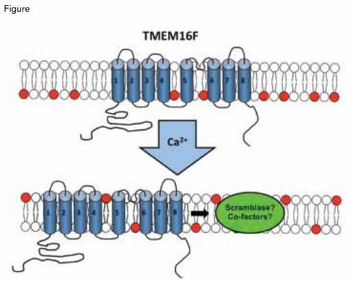 TMEM16F: Scramlase or Scramblase Activator? TMEM16F is a Ca2+-activated nonselective cation channel that is required, but may not be sufficient, for scramblase activity in hematopoietic cells. Neutral phospholipids are indicated in white. Phospholipids with negatively charged headgroups are indicated in red.