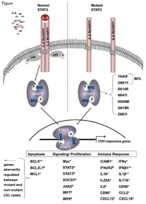 The STAT3 Pathway.Left, normally, binding of IL-6 to its cognate receptor activates the JAK pathway that in turn induces homodimerization of STAT3. The STAT3 homodimer migrates to the nucleus where it initiates transcription of a variety of genes involved in apoptosis, signaling, and proliferation and the immune response.