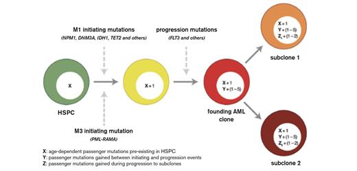 Integrated Model for the Origin of Driver and Passenger Mutations During AML Evolution. Hematopoietic stem/progenitor cells (HSPCs, shown in green) accumulate random, benign background mutations as a function of age. “X” represents these background mutations in the HSPCs and may range from ~100 to 1,000 events, depending on age. The initiating mutations are different for M1 AML cases and M3 AML cases. Because the initiating event provides an advantage for the affected cell, clonal expansion ensues, so that all of the preexisting mutations in that cell are “captured” by cloning. Each cooperating mutation gives the expanding clone an additional advantage; our data suggest that one to five events contribute to progression in most cases of AML. Each cooperating mutation is expected to capture all mutations that occurred between the initiating event and the progression event (designated as “Y” in the yellow cell). Although this number is unknown, the analysis of clonal progression of secondary AML suggests that each cooperating mutation may capture dozens to hundreds of mutations. The “founding” AML clone is designated in red. Subclones arise from the founding AML clone by acquiring a small number of additional mutations that confer an advantage to that cell, along with any additional background mutations that may have occurred in the interim (represented as “Z”).Welch JS et al. Cell. 2012;150:264-278. Reprinted with permission of Elsevier.