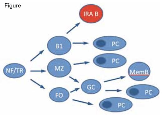 IRA B-Cell Development. NF, newly formed; TR, transitional; FO, follicular; MZ, marginal zone; B1, B1 cell; memB, memory B cell; and PC, plasma cell.Adapted with permission from Martin F, Kearney JF. Immunol Rev. 2000;175:77.