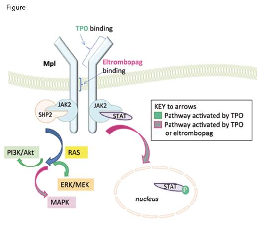 Thrombopoietin (TPO) and Eltrombopag Bind to Distinct Sites on Mpl. TPO binding leads to activation of the JAK/STAT, PI3K/Akt, MEK, and MAPK pathways, and eltrombopag binding leads to activation of the JAK/STAT and MAPK pathways.