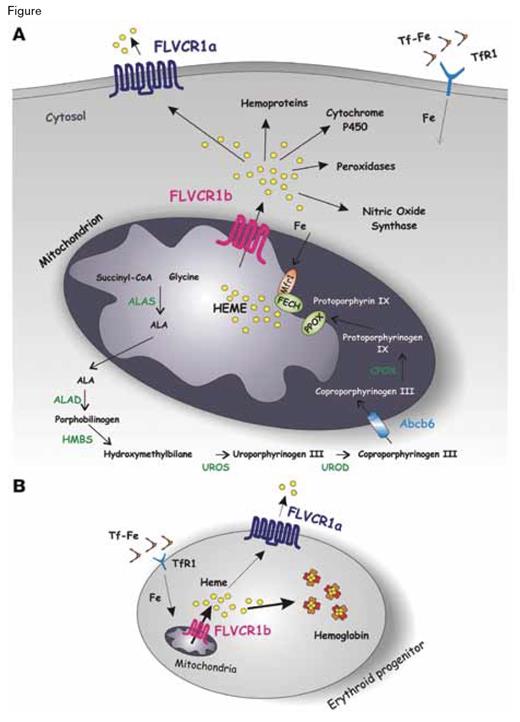 A Model for FLV CR1 Isoforms Function. A) A schematic representation of heme biosynthesis is shown. Transferrin-bound iron (Tf-Fe) is taken up by cells through transferrin receptor 1 (TfR1), and iron is transferred to the mitochondrion for heme biosynthesis. It was reported that the mitochondrial iron importer MITOFERRIN1 (MFRN1) and ferrochelatase (FECH, the enzyme that catalyzes incorporation of iron into protoporphyrin IX to form heme) are part of the same complex in the inner mitochondrial membrane. FLVCR1b could work in association with this complex to allow heme export out of the mitochondrion for incorporation into new hemoproteins. Heme not used for hemoprotein synthesis is exported out of the cell through the cell-surface isoform FLVCR1a.B) During erythroid differentiation, the expression of FLVCR1b in the mitochondrion regulates heme export into the cytosol, allowing hemoglobinization of erythroid precursors. At the cell membrane, FLVCR1a regulates the export of heme in excess. The data reported by Chiabrando et al. suggest that decreased expression of the membrane heme exporter FLVCR1a and increased expression of FLVCR1b are fundamental for proper differentiation of erythroid progenitors.The Mitochondrial Heme Exporter FLVCR1b Mediates Erythroid Differentiation. Chiabrando D, Marro S, Mercurio S, et al. J Clin Invest. 2012; 122(12):4569–4579, doi:10.1172/JCI62422.