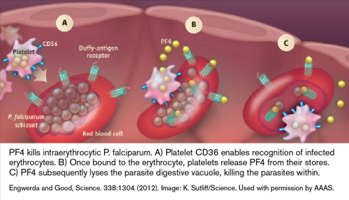 PF4 Kills Intraerythrocytic P. Falciparum. A) Platelet CD36 enables recognition of infected erythrocytes. B) Once bound to the erythrocyte, platelets release PF4 from their stores. C) PF4 subsequently lyses the parasite digestive vacuole, killing the parasites within.Engwerda and Good, Science. 338:1304 (2012). Image: K. Sutliff/Science. Used with permission by AAAS.