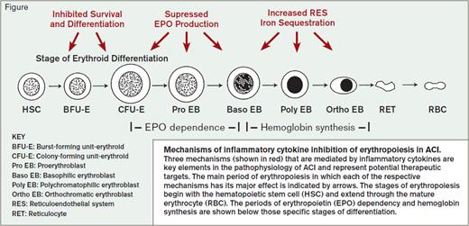 Mechanisms of Inflammatory Cytokine Inhibition of Erythropoiesis in ACI. Three mechanisms (shown in red) that are mediated by inflammatory cytokines are key elements in the pathophysiology of ACI and represent potential therapeutic targets. The main period of erythropoiesis in which each of the respective mechanisms has its major effect is indicated by arrows. The stages of erythropoiesis begin with the hematopoietic stem cell (HSC) and extend through the mature erythrocyte (RBC). The periods of erythropoietin (EPO) dependency and hemoglobin synthesis are shown below those specific stages of differentiation.
