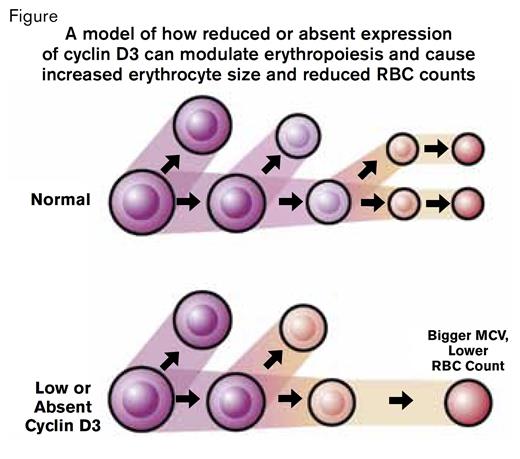 A Model of How Reduced or Absent Expression of Cyclin D3 Can Modulate Erythropoiesis and Cause Increased Erythrocyte Size and Reduced RBC Counts. Model of Sankaran et al. in which reduced numbers of cell divisions due to decreased or absent cyclin D3 during terminal erythropoiesis leads to increased MCV and decreased RBC count. Under normal conditions, terminally differentiating proerythroblasts divide three times with a reduction in erythroblast size at each division before they cease dividing and mature into erythrocytes. When cyclin D3 is decreased or absent, the proerythroblasts divide twice before they cease dividing and mature into erythrocytes. Because the cyclin D3-deficient erythroblasts have divided less, the erythroblasts that mature into erythrocytes are fewer and larger than normal, resulting in fewer but larger erythrocytes.Sankaran VG et al. Genes Dev. 2012;26:2075-2087 © 2012 by Cold Spring Harbor Laboratory Press