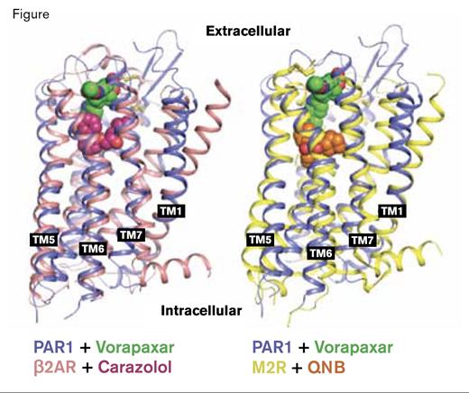 . / PAR1 is an unusual GPCR. The PAR1 structure (blue) is superimposed on the structure of the ß2 adrenergic receptor (pink) or the M2 muscarinic receptor (yellow). The ligand-binding pocket is substantially shallower in PAR1, as demonstrated by the binding of vorapaxar (green) on the surface of PAR1. By comparison, binding of the inverse agonist carazolol (magenta) on the ß2 adrenergic receptor or the antagonist QNB (orange) on the M2 muscarinic receptor occurs in the deep ligand binding pockets of these GPCRs.Adapted by permission from Macmillan Publishers Ltd: Nature (Zhang et al. Nature. 492:387- 392), Copyright 2012.