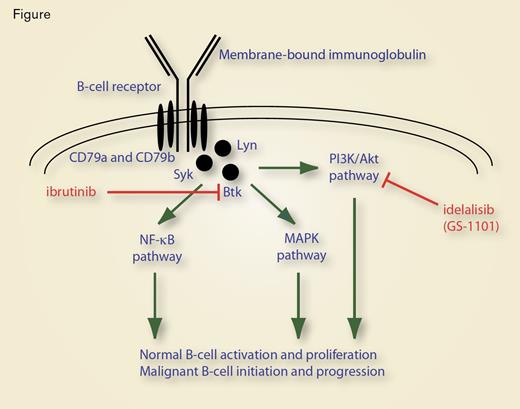 The BCR Consists of Two Parts: the Ligand-Binding Moiety and the Signal-Transduction Moiety.
