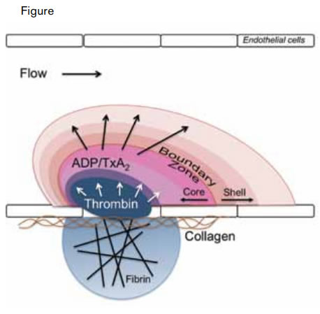 Modeling the Architecture of a Clot. A thrombus is composed of distinct regions including a fibrin cloud, an inner core, and an outer shell. The fibrin cloud is juxtaposed to the endothelium and penetrates the extravascular space in the setting of endothelial compromise. The inner core is the site of active thrombin generation and consists of activated, tightly packed platelets. The outer shell is composed of loosely packed platelets recruited to the thrombus by soluble small molecules such as ADP and thromboxane A2 (TxA2).Stalker TJ et al. Blood. 2013;121:1875-1885.