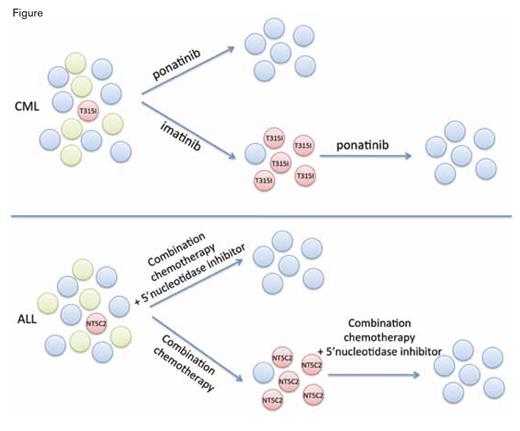 . / Mechanisms of drug resistance in hematologic malignancies can include selection of resistant clones present at very low levels at the time of diagnosis. For instance, in chronic myeloid leukemia (CML), treatment with a tyrosine kinase
inhibitor (TKI) such as imatinib can reduce the dominant neoplastic clone (green circles) and permit recovery of normal hematopoiesis (blue circles), but in some cases TKIs also apply selective pressure allowing outgrowth of preexisting neoplastic subclones harboring ABL kinase mutations such as T315I (red circles), which eventually leads to resistance and treatment failure. Targeting of the resistance clone with a third-generation TKI such as ponatinib can lead to long-term remission; it remains to be seen whether earlier treatment with ponatinib will prevent emergence of resistant clones. Similarly, in ALL, the presence of an activating NT5C2 mutation can lead to relapse during 6-MP
maintenance therapy and will require use of adjuvant or non-cross-resistant therapies to overcome.