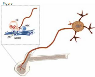 Sympathetic Nervous System and Hematopoiesis. Sympathetic nerves innervate the bone marrow and release neurotransmitters such as norepinephrine (NE) that is taken up by adrenergic receptors (AR) of the “niche” cells that make up the microenvironment of the hematopoietic stem cell (HSC). Niche cells include nestin and CXCL12 positive cells and endothelial cells (EC).