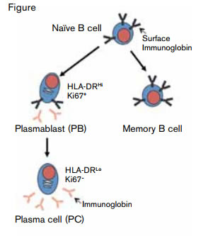 Differentiation of B Cells Along Memory B-cell and Plasma Cell Lineages.