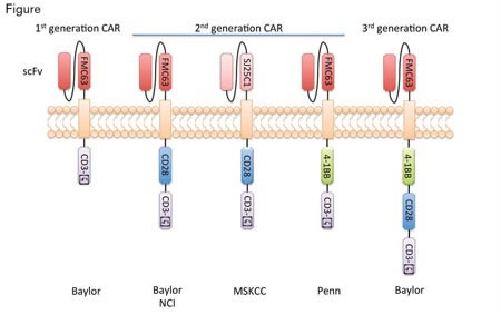 Evolution of CD19-Directed Chimeric Antigen Receptors (CARs) and Their Use in Clinical Trials Targeting Lymphoid Malignancies. All generations of CARs contain a transmembrane structural domain, as well as an extracellular single chain variable fragment (scFv), which is derived from a human-CD19-specific mouse monoclonal antibody — either FMC63 (IgG2a) or SJ25C1 (IgG1). First-generation CARs contain a single cytoplasmic signaling domain (CD3-ζ), which links antigen recognition to intracellular signal transduction pathways. Second-generation CARs contain CD3-ζ plus a co-stimulatory signaling domain, either CD28 or 4-1BB (also known as CD137, a member of the tumor necrosis factor receptor superfamily). Compared to first-generation CARs, second-generation CARs induce superior anti-tumor responses in preclinical studies and in patients with B-cell malignancies. Third-generation CARs contain two co-stimulatory domains, CD28 and 4-1BB, in addition to signaling domain CD3-ζ. Baylor (Baylor College of Medicine) – clinical trials NCT01853631, NCT00586391NCI (National Cancer Institute) – clinical trials NCT01087294, NCT00924326, NCT01593696MSKCC (Memorial Sloan-Kettering Cancer Center) – clinical trials NCT01840566, NCT01860937, NCT01044069, NCT00466531, NCT01416974Penn (Abramson Cancer Center of the University of Pennsylvania) – clinical trials NCT01747486, NCT01029366, NCT01551043