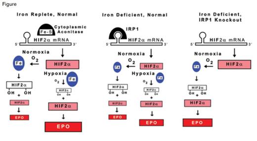 IRP1 Regulation of Erythropoietin (EPO) Production. The production of EPO in renal interstitial fibroblasts is shown for normal individuals under iron-replete conditions, and for normal and IRP1 knockout individuals under iron-deficient conditions. Under iron-replete conditions (left panel), IRP1 contains an iron-sulfur cluster and has cytoplasmic aconitase activity, but it does not bind the iron responsive element (IRE) of HIF2α. Under conditions of iron deficiency, IRP1 lacks the iron-sulfur cluster, and in this state, binds the IRE of HIF2α mRNA (center panel). HIF2α is a component of the transcription factor complex that controls EPO production. Relative amounts of HIF2α (pink), hydroxylated HIF2α (white), and EPO (red) are indicated by the size of rectangles. In iron-deficient individuals (center panel), IRP1 binding to the 5’ IRE of HIF2α mRNA inhibits translation, thereby reducing the availability of HIF2α, ultimately restricting EPO production by renal interstitial cells and thereby contributing to the anemia of iron deficiency. When oxygen delivery to the kidneys is normal, HIF2α is rapidly hydroxylated by iron-containing prolyl-hydroxyase (blue ovals) and undergoes proteasomal degradation so that renal HIF2α is low and only a few cells produce EPO under either iron-replete (left panel) or iron-deficient (middle panel) conditions. Under conditions of renal hypoxia, as occurs with anemia, less oxygen is available to support the prolyl-hydroxylation reaction. Consequently, degradation of HIF2α is limited, resulting in increased renal HIF2α and greater production of EPO compared with renal normoxia. This process contributes to the increase in EPO production that is observed in response to anemia. In normal individuals with intact IRP1 function, iron deficiency reduces the amount of HIF2α formed and, therefore, restricts the amount of EPO produced, even under hypoxic conditions (middle panel). Therefore, renal HIF2α and EPO production are decreased in iron deficiency as compared with iron-replete conditions. In the IRP1 knockout condition (right panel), basal HIF2α and EPO production are increased under normal conditions, and iron deficiency exacerbates these already elevated levels, presumably by decreasing the activity of iron-containing prolyl-hydroxyase (smaller blue oval), even when the kidney is normoxic.