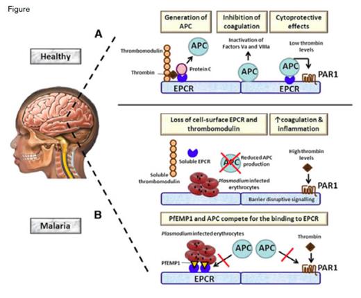 Role of EPCR in Cerebral Malaria. A) During normal homeostasis, excessive thrombin is bound by thrombomodulin expressed by endothelial cells. The thrombomodulin-thrombin complex activates protein C to APC, a process that is strongly accelerated by EPCR. APC exerts the anticoagulant effects when it becomes detached from EPCR by inactivating clotting factor Va and VIIIa. In addition, APC bound to EPCR has cytoprotective properties by activating PAR1. B) (Upper) In malaria, parasite-infected erythrocytes induce the loss of EPCR and thrombomodulin from the endothelial cell surface at least in part by shedding of these receptors. As a consequence, the capacity to produce APC is greatly impaired, resulting in enhanced coagulation. The resulting high thrombin levels can induce proinflammatory-barrier disruptive effects on blood vessels via PAR1. (Lower) Plasmodium-infected erythrocytes transport PfEMP1 to their membrane, which can bind EPCR in the same region as APC. As a result, APC is less capable of inducing cytoprotective effects via PAR1.Figure from van der Poll, Blood. 2013;122:625