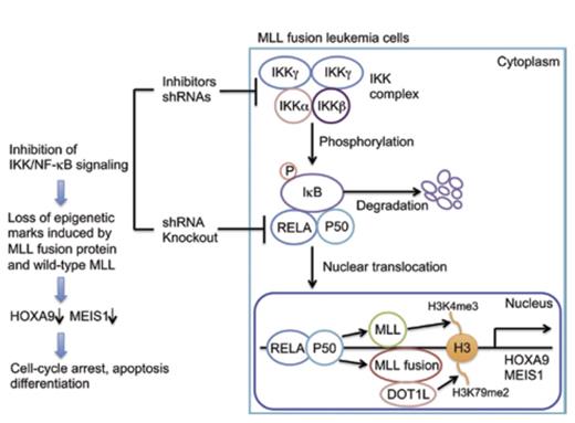 Therapeutic Targeting of Canonical NF-κB Pathway in MLL-Fusion Leukemia. Reprinted from Cancer Cell, Vol. 24. Susmu Goyama, James C. Mulloy. NF-κB: A Coordinator for Epigenetic Regulation by MLL. Pages 401-402. Copyright 2013, with permission from Elsevier.