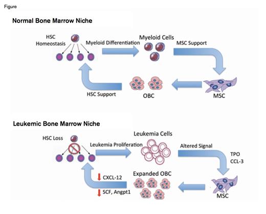 Normal Versus Leukemic Bone Marrow Niche. Figure depicting a normal bone marrow niche with functional hematopoiesis, versus a re-programmed “leukemic” niche where hematopoietic stem cells (HSCs) are lost and HSC maintenance is impaired, favoring leukemic proliferation. Impaired maintenance of hematopoiesis occurs through leukemia-driven expansion of an altered early osteoblastic lineage precursor cell population (OBC) with down-regulated HSC retention signaling factors such as stem cell factor (SCF), chemokine ligand 12 (CXCL-12), and angiopoietin (Angpt1). The altered OBC expansion follows direct leukemic influence on the parent, multipotent stromal cell (MSC) population, rather than on the OBCs themselves, possibly through alterations in chemokine ligand-3 (CCL-3), thrombopoietin (TPO), direct cell contact, or other means.Figure created by Dr. Shelton Viola.