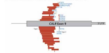 Genomic Position of the 36 Mutation Types Detected in CALR. Genomic positions of mutations in the CALR gene; red bars indicate deletions, blue letters indicate insertions, and orange letters highlight substitutions. From New England Journal of Medicine, Klampfl et al. 369, 2382 and 2383. Copyright © 2013 Massachusetts Medical Society. Reprinted with permission from Massachusetts Medical Society.