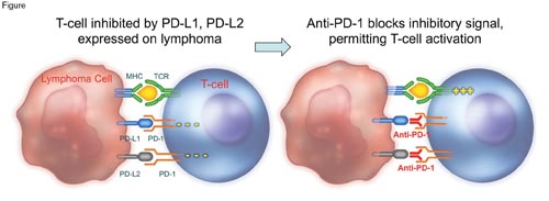 Pidilizumab Blocks the Inhibitory Programmed Death-1 (PD-1) Receptor, Which is Present on Activated T Cells, Activated B Cells, Natural Killer Cells, and Myeloid Cells