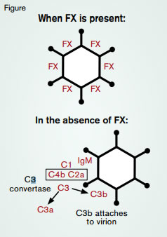 Liver Transduction in the Presence and Absence of Factor X. Reprinted by permission from Macmillan Publishers Ltd: Nature Medicine. 2013;19:455, copyright 2013.