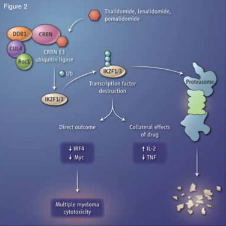 Immune Modulators and Myleoma. The small-molecule drugs thalidomide, lenalidomide, and pomalidomide bind to the protein cereblon (CRBN), which activates the enzymatic activity of the CRBN E3 ubiquitin ligase complex. The transcription factors Ikaros (IKZF1) and Aiolos (IKZF3) are modified with ubiquitin (Ub) molecules, targeting them for proteolysis. This alters the function of T cells and B cells, with a toxic outcome for multiple myeloma cells.From Stewart KA. How thalidomide works against cancer. Science. 2014;343:256-257. Reprinted with permission from AAAS.