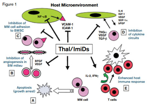 Thalidomide (Thal) and Immunomodulatory Drugs Mechanisms of Action on Multiple Myeloma Cells, Tumor Microenvironment, and Host Immunity. Reprinted with permission © 2014 American Society of Clinical Oncology. All rights reserved. Richardson, P et al: Immunomodulatory analogs of thalidomide: an emerging new therapy in myeloma. J Clin Oncol. Vol. 22 (16), 2004:3212-3214.