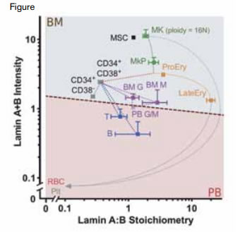 Lamin-A Relative to B-Type Lamins, Transformed to a Measurable A:B Ratio Versus Calibrated Sum Intensity A+B. Log-log plot of intensity of nuclear lamins A + B versus ratio of lamin-A:lamin-B in human bone marrow and peripheral blood cells based on mean fluorescence intensity of A-type lamins and B-type lamins as quantified by mass spectrometrycalibrated intracellular flow cytometry. The dashed line demarcates cells residing in bone marrow (BM) in upper gray area and cells circulating in the peripheral blood (PB) in lower pink area. Abbreviations: CD34+,CD38- , cell population enriched in hematopoietic stem cells; CD34+,CD38+, cell population enriched in multipotent hematopoietic progenitors with limited proliferative capacity; MSC, mesenchymal stromal cells; MkP, megakaryocyte progenitors; MK, megakaryocytes; ProEry, proerythroblasts; lateEry, late-stage erythroblasts; BM-G and BM-M, bone marrow granulocytic and monocytic cells; PB GM, peripheral blood granulocytes and monocytes; T, T-lymphocytes; B, B-lymphocytes; RBC, erythrocytes; Plt, platelets.Shin J et al. Lamins regulate cell trafficking and lineage maturation of adult human hematopoietic cells. PNAS. 2013;110:18893.