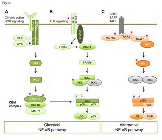 Somatic Mutation and Activation of the NF-κB Pathway in MCL. Activation of the classical and alternative NF-κB pathway in MCL may occur by chronic active BCR signaling and other mechanisms. Genomic sequencing studies have identified mutations in several elements of this regulatory pathway (denoted by red asterisks). Chronic active BCR (A) or Toll-like receptor (TLR) (B) signaling activate the classical NF-κB pathway. MCL that is dependent on BCR activation (A) may be blocked by BCR signaling inhibitors. Somatic mutations in the inhibitors of the alternative pathways (C) cIAP1 and cIAP2 (gene products of BIRC2 and BIRC3, respectively) and TRAF2/3 activate the alternative NF-κB pathway and confer resistance to inhibitors of the BCR signaling pathway. Somatic mutations in other elements of these pathways (CARD11, IKKβ, encoded by IKBKB, TLR2, and NIK, encoded by MAP3K14) also have been found in MCL by whole-exome or genome sequencing.Reprinted from Cancer Cell, Volume 25, Issue 1, Colomer D and Campo E, Unlocking New Therapeutic Targets and Resistance Mechanisms in Mantle Cell Lymphoma, Pages 7-9, Copyright 2014, with permission from Elsevier.