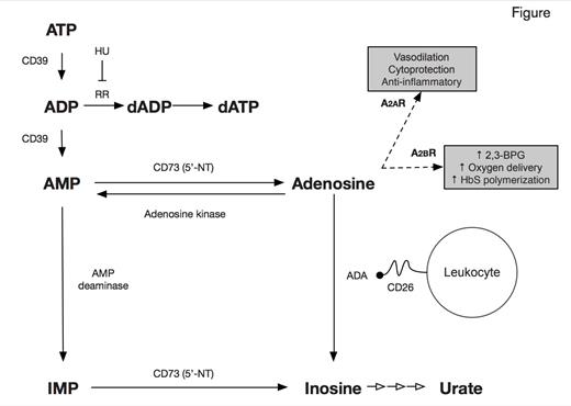 Overview of purine metabolism and adenosine signaling in humans with potential relevance to the pathophysiology of sickle cell disease. / Overview of Purine Metabolism and Adenosine Signaling in Humans With Potential Relevance to the Pathophysiology of Sickle Cell Disease